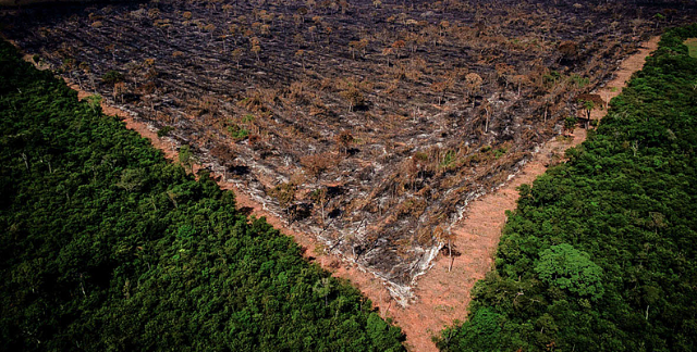 Foto do desmatamento na Amazônia