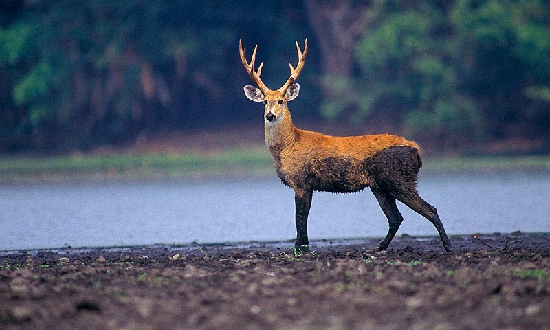 Cervo-do-Pantanal