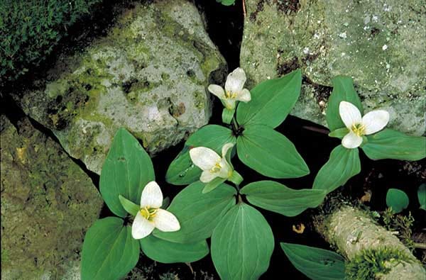 Quaternella glabratoides